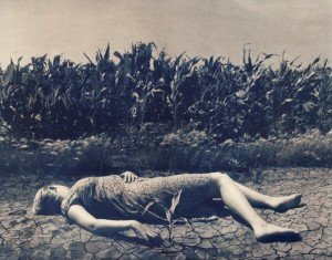 Volunteer Corn