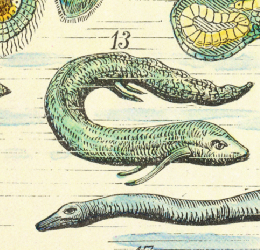 THE LUNGFISH by Michelle Gillett