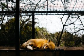 ART by Suzanne Koett